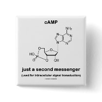 cAMP {Molecule} Just A Second Messenger Pin