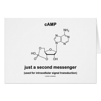 camp molecule