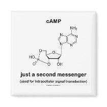 cAMP {Molecule} Just A Second Messenger Magnets