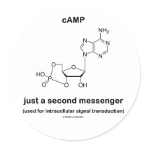 cAMP {Molecule} Just A Second Messenger Round Stickers