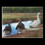 Camp Verde Arizona postcards