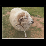 Camp Verde Farm Animal Sheep postcards