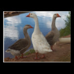 Camp Verde Geese postcards