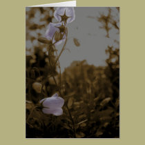 campanula antique cards