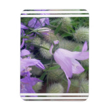 Campanula Flowers Magnet