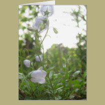 Campanula cards
