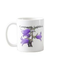 Campanula latifolia L. Mug