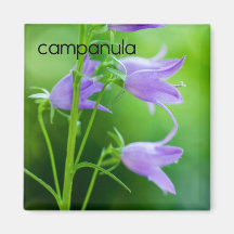 Campanula Refrigerator Magnet