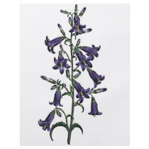 Campanula Sibirica flyers