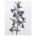 Campanula Sibirica letterhead