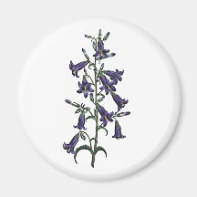 Campanula Sibirica Magnet