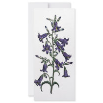 Campanula Sibirica rack cards