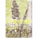 Campanule photo sculptures