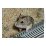 Campbells Hamster Greeting Cards