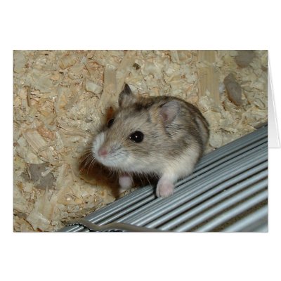 Campbells Hamster Card by abrodents