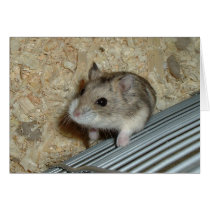 Campbells Hamster cards
