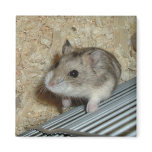 Campbells Hamster Magnet