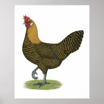 Campine:  Golden Hen Print