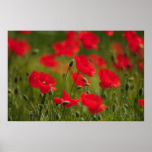 Campo de amapola Impressionen Poster