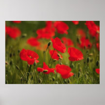 Campo de amapola macro poster