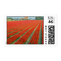 Campo del bulbo cerca de Haarlem, flores holandesa Sello