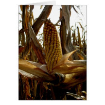 Campo-Maíz de Blank_Corn Felicitacion