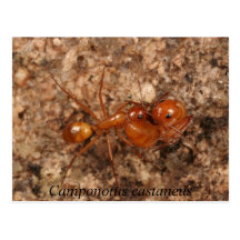 Camponotus castaneus post card