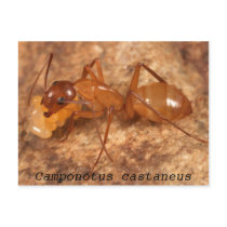 Camponotus castaneus postcards by Gary_Alpert Camponotus castaneus postcards