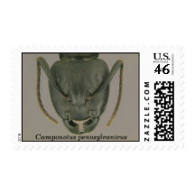 Camponotus pennsylvanicus stamp