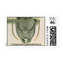 Camponotus-pennsylvanicusH, Camponotus pennsylv... Postage Stamps