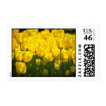 campos amarillos del bulbo de flores holandesas envio
