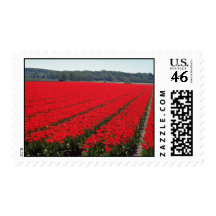 Campos del bulbo de flores holandesas franqueo