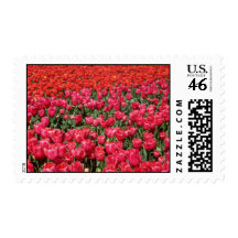 Campos del bulbo de flores holandesas sellos
