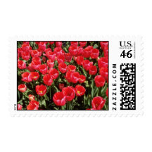 Campos del bulbo de flores holandesas sellos