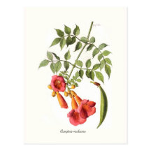 Campsis radicans,Trumpet Vine. Postcard
