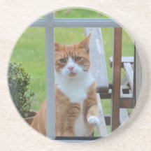 Can I Come In Pumpkin. Coaster