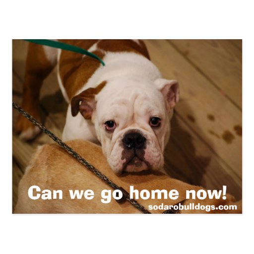 can-we-go-home-now-postcard-zazzle