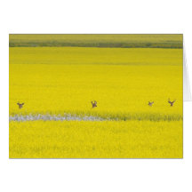 CAN YOU SEE ME NOW TWO CARD