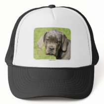 Cana Corso 8R062D-25 hats by TraffordPhotos Cana Corso 8R062D-25 hats