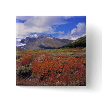 Canada, Alberta, Banff NP. Huckleberries bloom Pinback Button