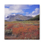 Canada, Alberta, Banff NP. Huckleberries bloom Refrigerator Magnets