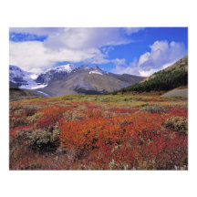 Canada, Alberta, Banff NP. Huckleberries bloom Art Photo
