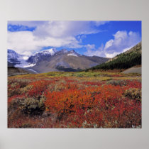 Canada, Alberta, Banff NP. Huckleberries bloom