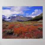 Canada, Alberta, Banff NP. Huckleberries bloom Posters