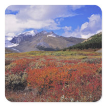 Canada, Alberta, Banff NP. Huckleberries bloom Stickers
