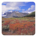 Canada, Alberta, Banff NP. Huckleberries bloom Stickers