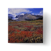 Canada, Alberta, Banff NP. Huckleberries provide