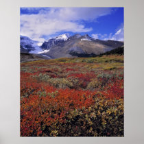 Canada, Alberta, Banff NP. Huckleberries provide