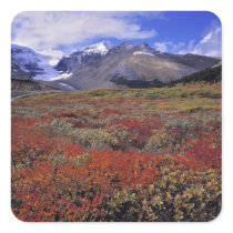 Canada, Alberta, Banff NP. Huckleberries provide