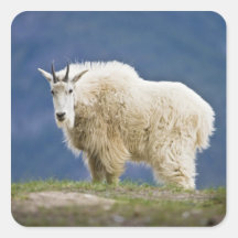 Canada, Alberta, Jasper National Park, Square Stickers